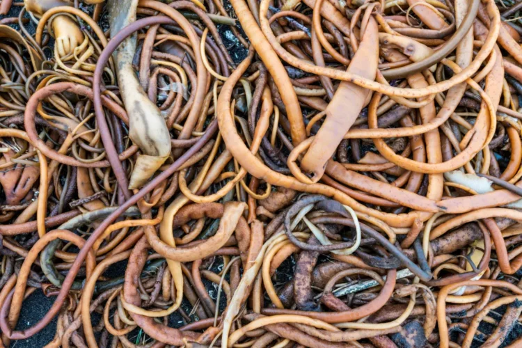 Cochayuyo seaweed forming natural patterns.