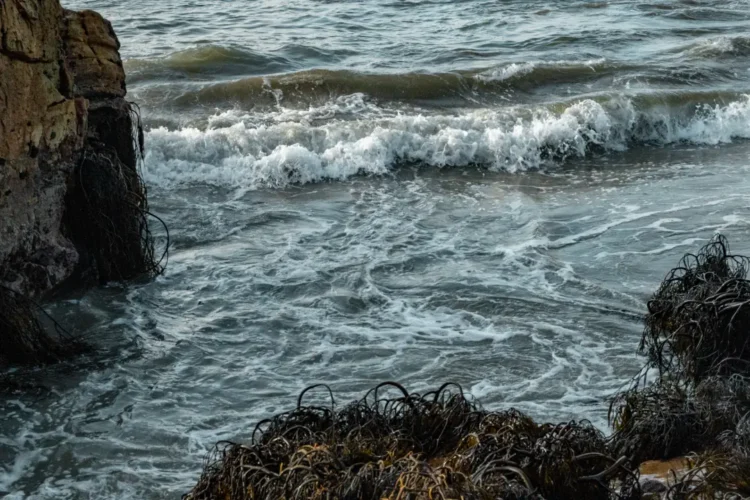 Coastal landscape with seaweed and waves crashing on rocks.