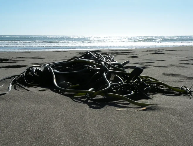 Seaweed Cochayuyo can be found on the shores of Bucalemu, Chile.